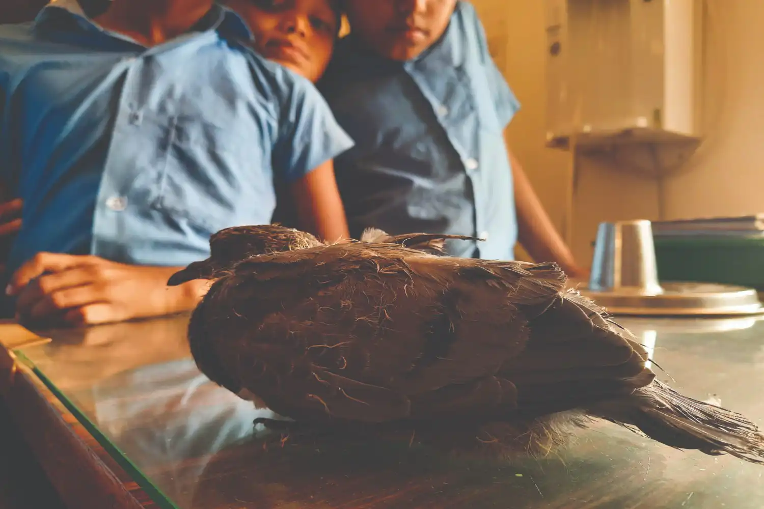 
A juvenile pigeon found by a school student