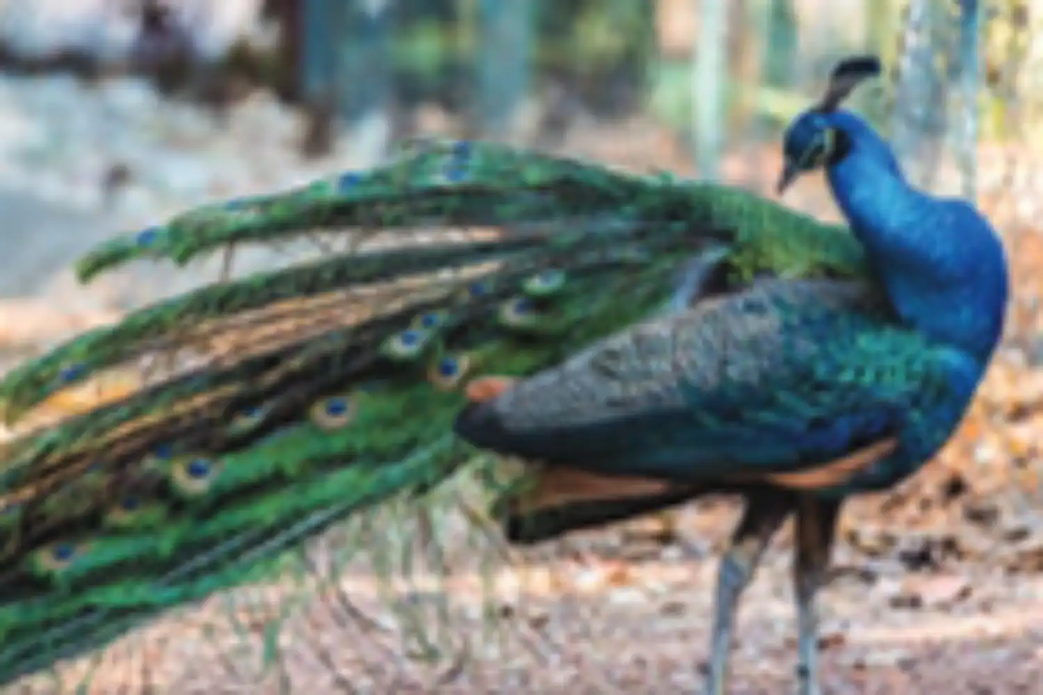 Assessment: unpacking the holy grail